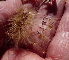 Leontodon saxatilis saxatilis