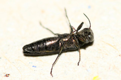 Agrilus angustulus