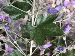 Malacothamnus fasciculatus nesioticus