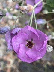 Malacothamnus fasciculatus nesioticus