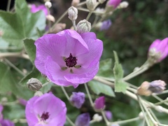 Malacothamnus fasciculatus nesioticus