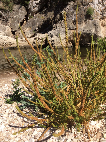 Reseda luteola iNat (3)
