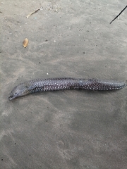 Muraena lentiginosa