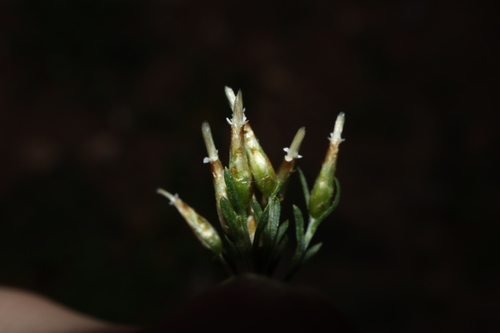 Image of Rhodanthe pygmaea by (c) Thomas Mesaglio, some rights reserved (CC BY)