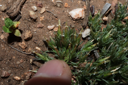 Image of Rhodanthe pygmaea by (c) Thomas Mesaglio, some rights reserved (CC BY)