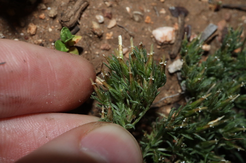 Image of Rhodanthe pygmaea by (c) Thomas Mesaglio, some rights reserved (CC BY)