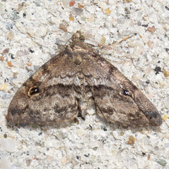 Melanomma auricinctaria