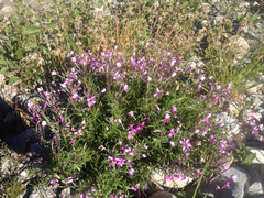 Chamaenerion fleischeri