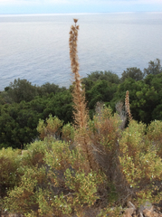 Ptilostemon casabonae