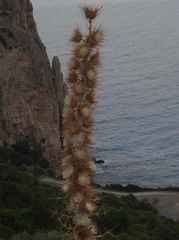 Ptilostemon casabonae