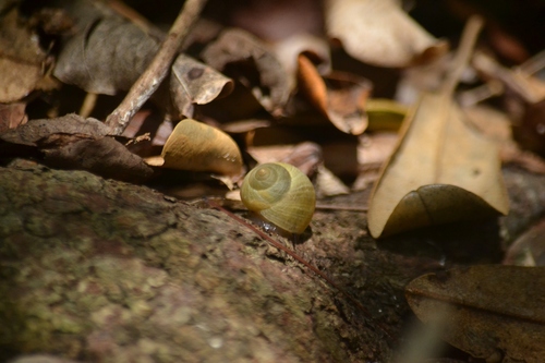 Helicinidae