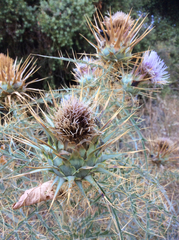 Cynara cardunculus cardunculus