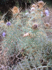 Cynara cardunculus cardunculus