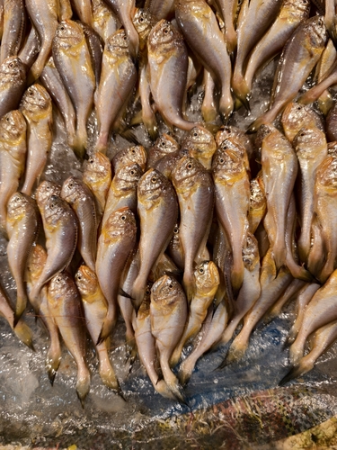 Big head croaker (Collichthys lucidus) — Sciaenidae