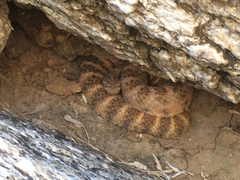 Crotalus tigris