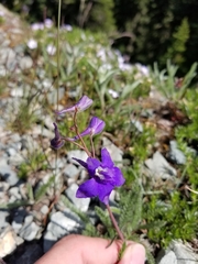 Delphinium menziesii