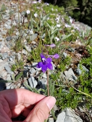 Delphinium menziesii