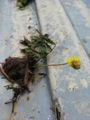 Neptunia oleracea