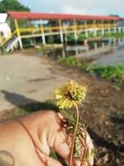 Neptunia oleracea