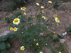 Glebionis coronaria