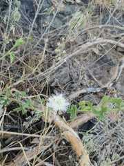 Passiflora arizonica