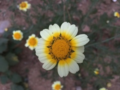 Glebionis coronaria