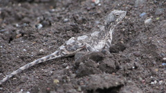 Sitana