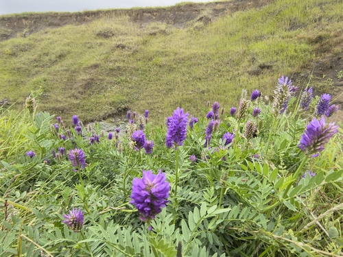 Laxmann's Milkvetch