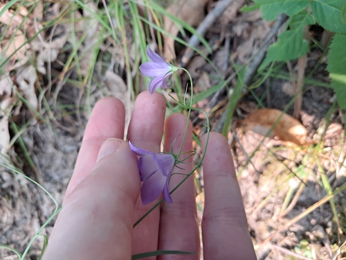 Image of Campanula intercedens by (c) Alex Reitan, some rights reserved (CC BY)
