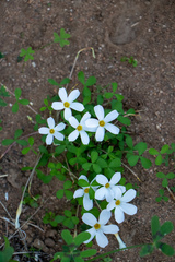 Oxalis tenella