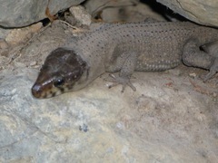 Lepidophyma occulor