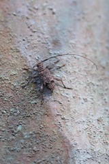 Hyperplatys maculatus