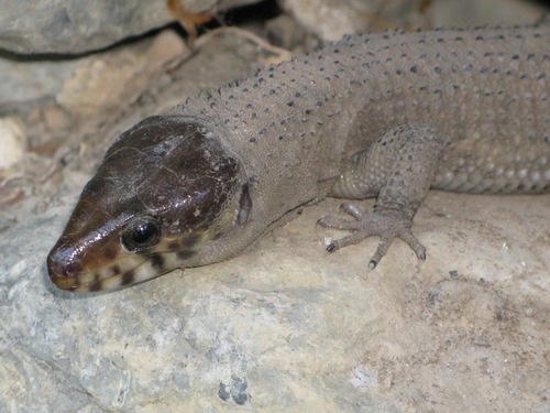 Lepidophyma occulor