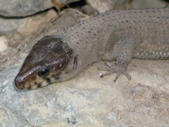 Lepidophyma occulor