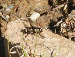 Sericomyia lata