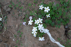 Oxalis tenella
