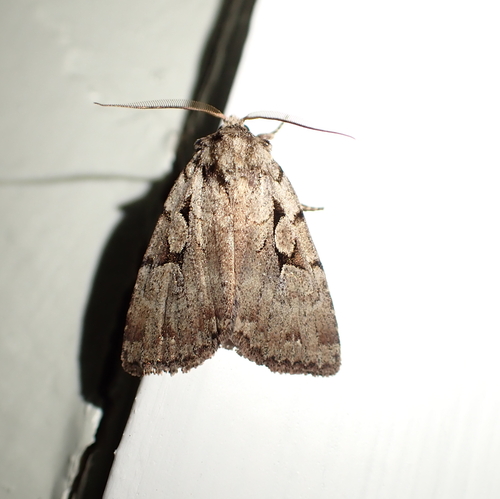 Variable Darts and Allies photo 2