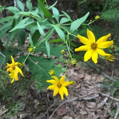Coreopsis verticillata