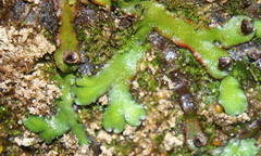 Marchantia foliacea