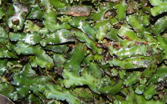 Marchantia foliacea