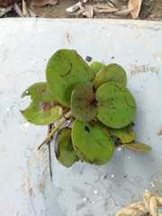 Limnobium laevigatum