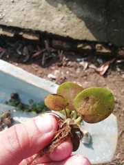 Limnobium laevigatum