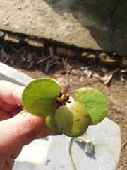 Limnobium laevigatum