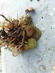 Limnobium laevigatum