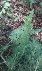 Aureolaria pedicularia