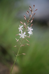 Anthericum