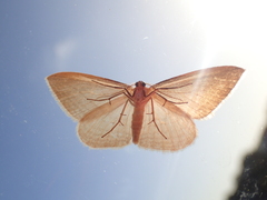 Orthoclydon praefectata