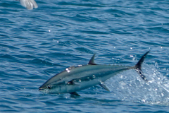 Longtail Tuna photo 2