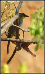 Pycnonotus xantholaemus