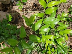 Smilax smallii